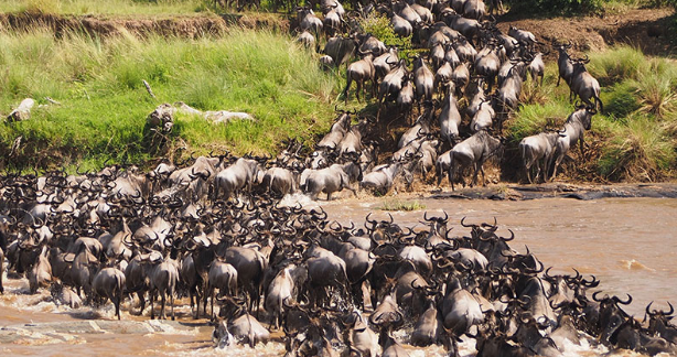 EXPLAINER: Why East Africa’s wildlife migration is called “8th Wonder of the World"