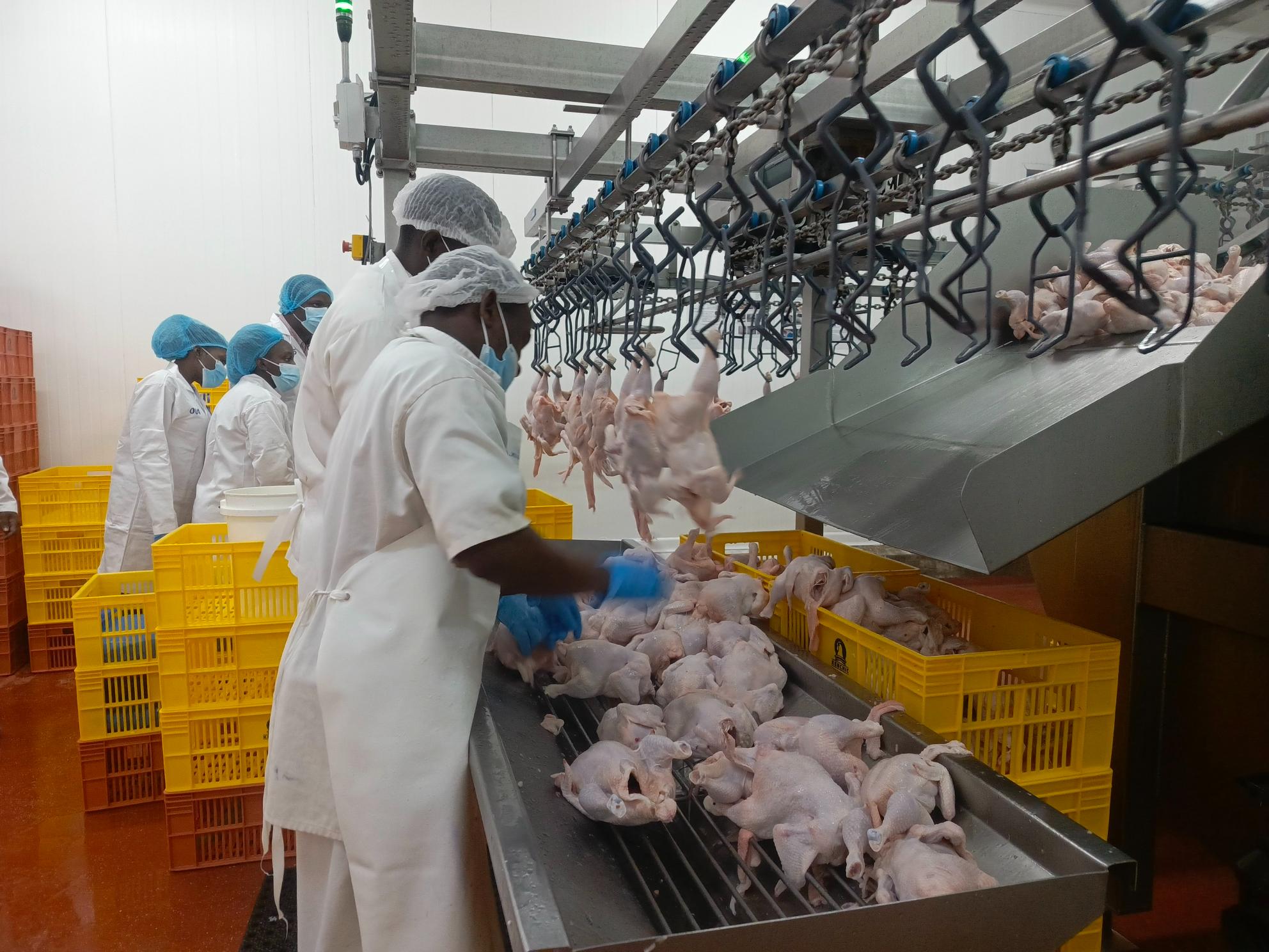 From farm to family: Kenchic leading fight for safer, healthier chicken