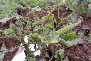 Nema seeks views on hardy GMO potatoes