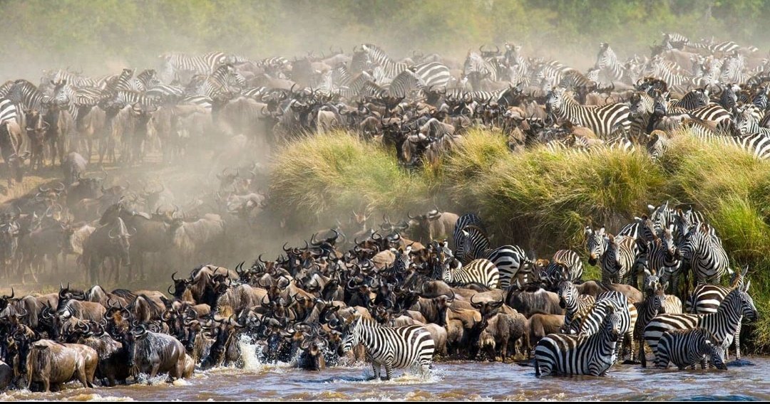Study: Wildebeest that can’t migrate becoming genetically weaker