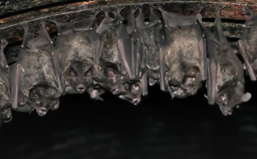 Africa is full of bats but their fossils are scarce
