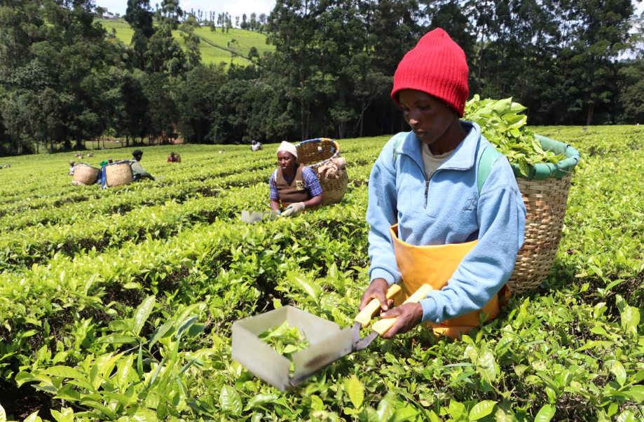 Tea farmers gain as KTDA partners with  Coop Bank in Sh1.2bn credit plan