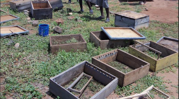 Where bee, jumbo raids halt studies