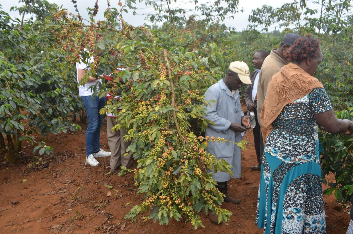 Tough rules could lock Kenya’s coffee out of EU market