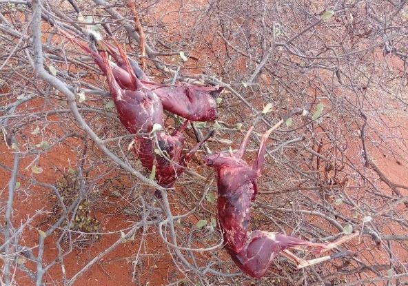 Four arrested with Dik-dik carcasses in Wajir
