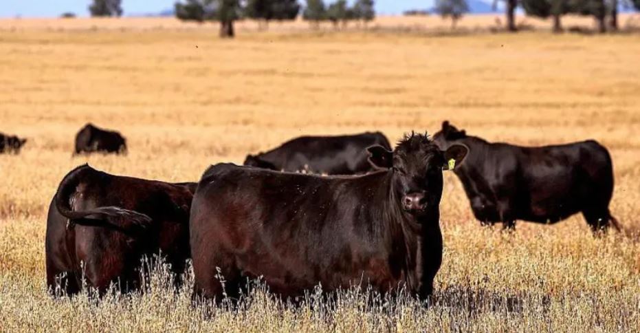 Australia to lift import ban on US beef after Trump tariffs tiff