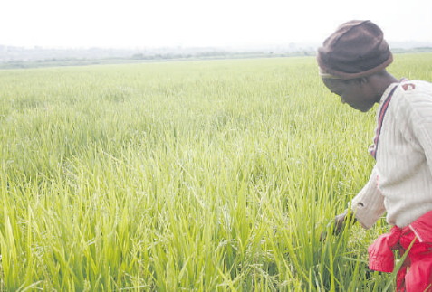 Farmers in 11 counties to benefit from climate resilience plan