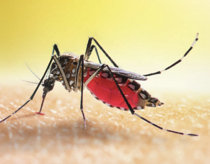 (Epaper Pg 10 second) Kenyan scientists strengthen molecular surveillance to track emerging malaria drug resistance