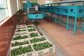 State refutes fresh avocado export ban reports