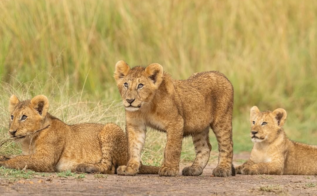 Maasai Mara Entry Fees, Balloon Rides & Accommodation Guide