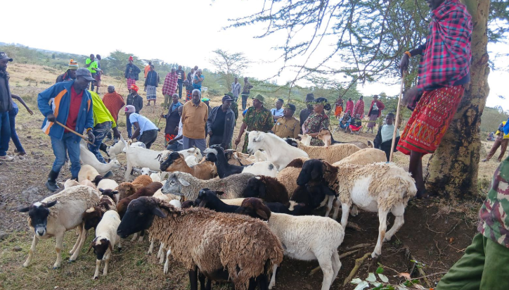 Police recover stolen livestock in Laikipia West