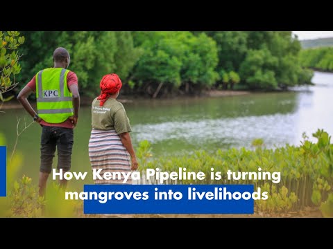 Kpc it's role in jomvu kuu Mangrove conservancy