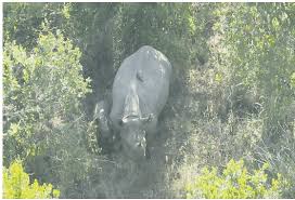 Kenya marks five years without rhino poaching