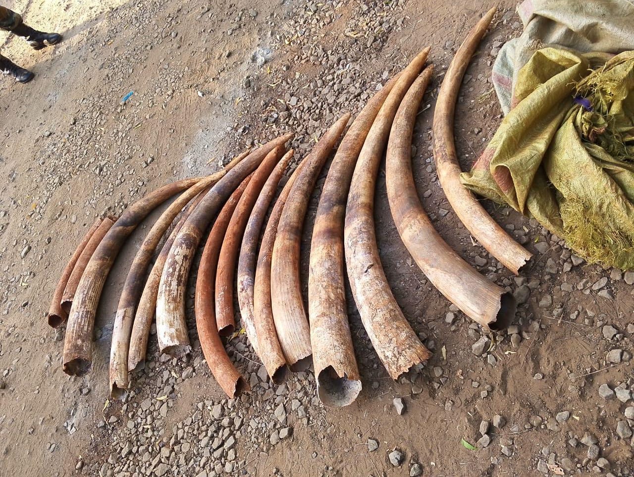 Three arrested with ivory worth Sh700,000 in Kwale