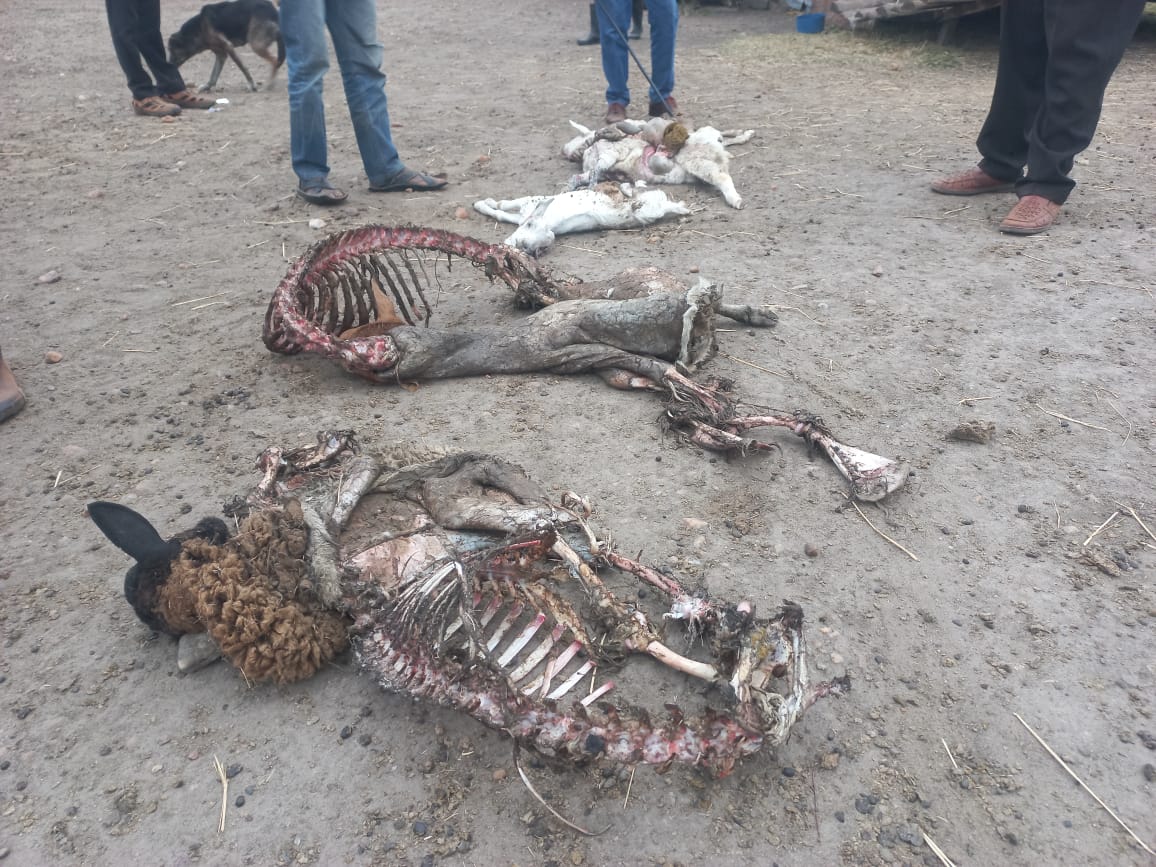 Over 100 households in Konza decry upsurge in livestock theft