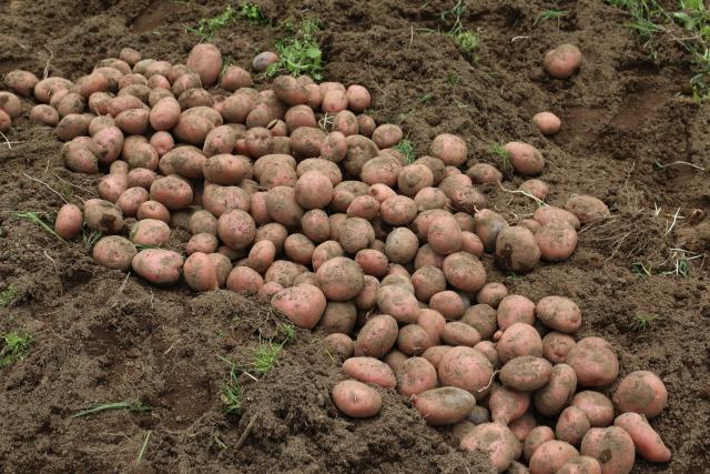 African agencies equipped to fight devastating potato pest