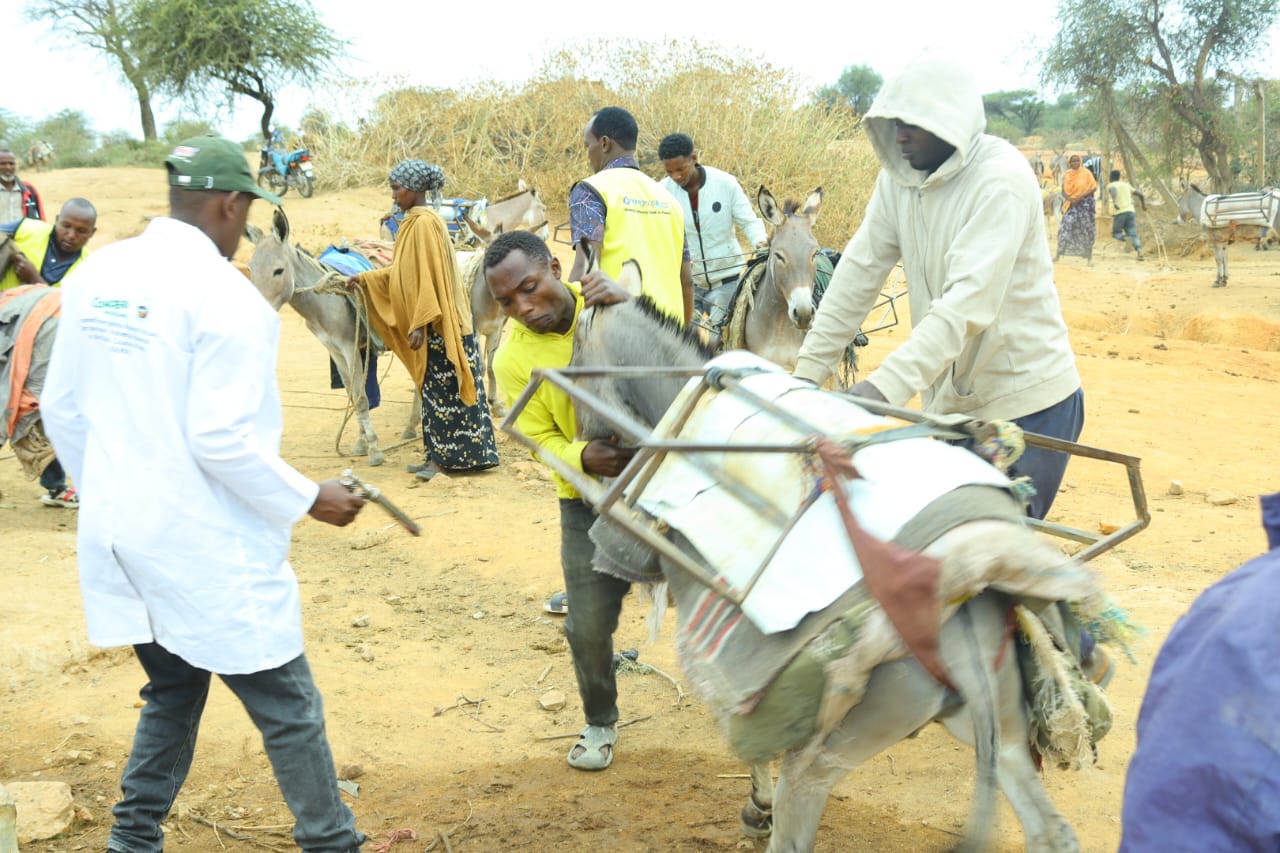 Donkey theft crisis grips Marsabit as demand for hides surges