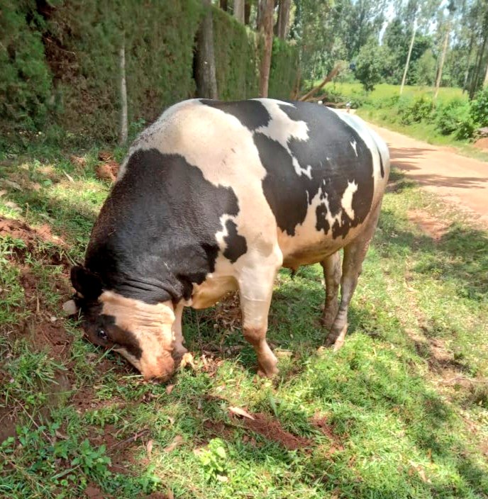 Khalwale readies new bull for Malinya debut fight