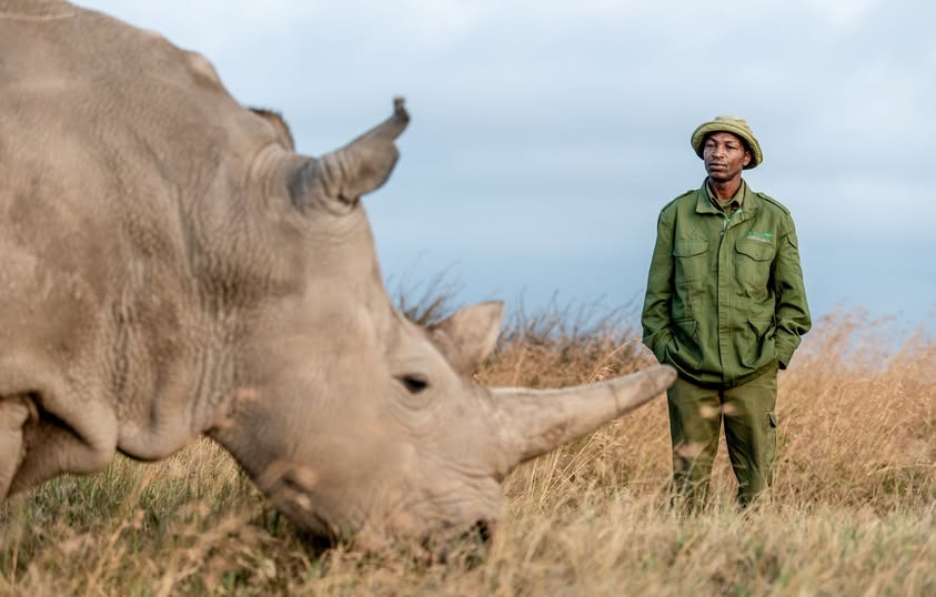 EXPLAINER: How KWS is saving Northern White Rhino from extinction