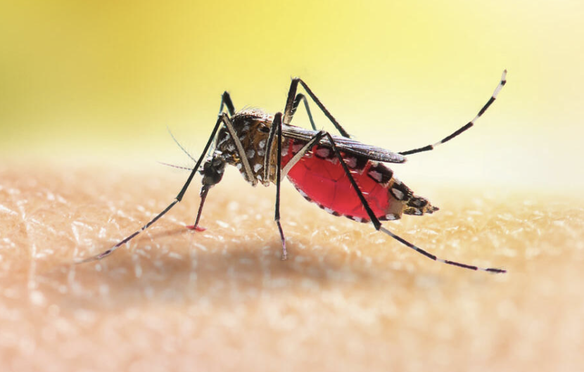 WHO endorses game-changing repellents to curb malaria