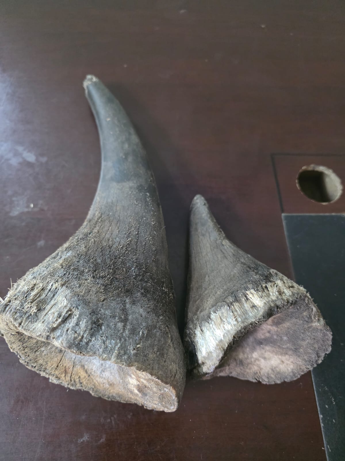Two suspects arraigned after arrest with rhino horns in Mombasa