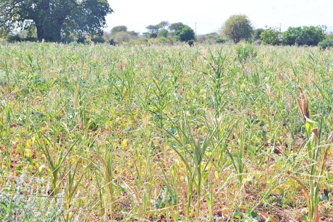 Plant early maturing crops ahead of short rains, farmers urged