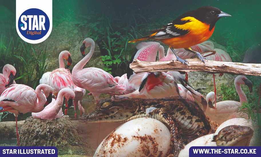 Know Kenya: South Island National Park