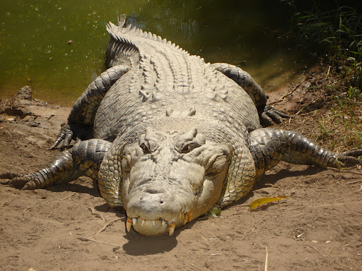 Search on for woman dragged into lake by croc