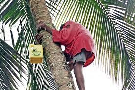 Palm wine tapper dies after falling from tree in Kilifi