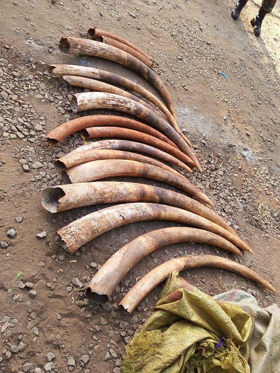 Two arrested with Sh1.8m elephant tusks in Migori