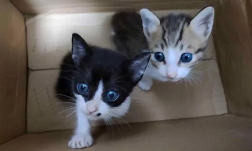BBC finds electrocuted, drowned and starved cats in online torture groups