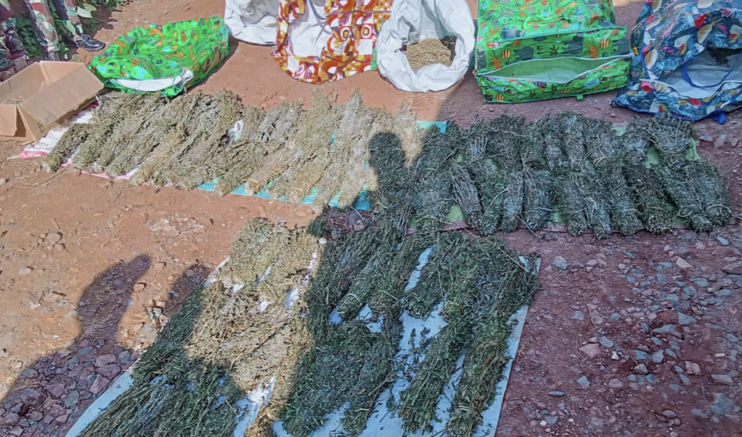 Hunt on for key suspect as police arrest 6 in Kisii bhang bust