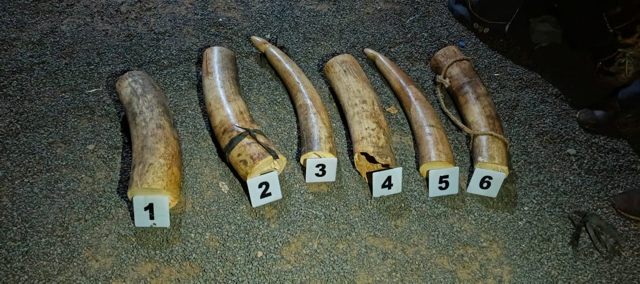 2 Burundians nabbed with Sh12m elephant tusks
