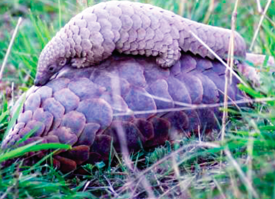 Lack of data hampers efforts to protect pangolins – report