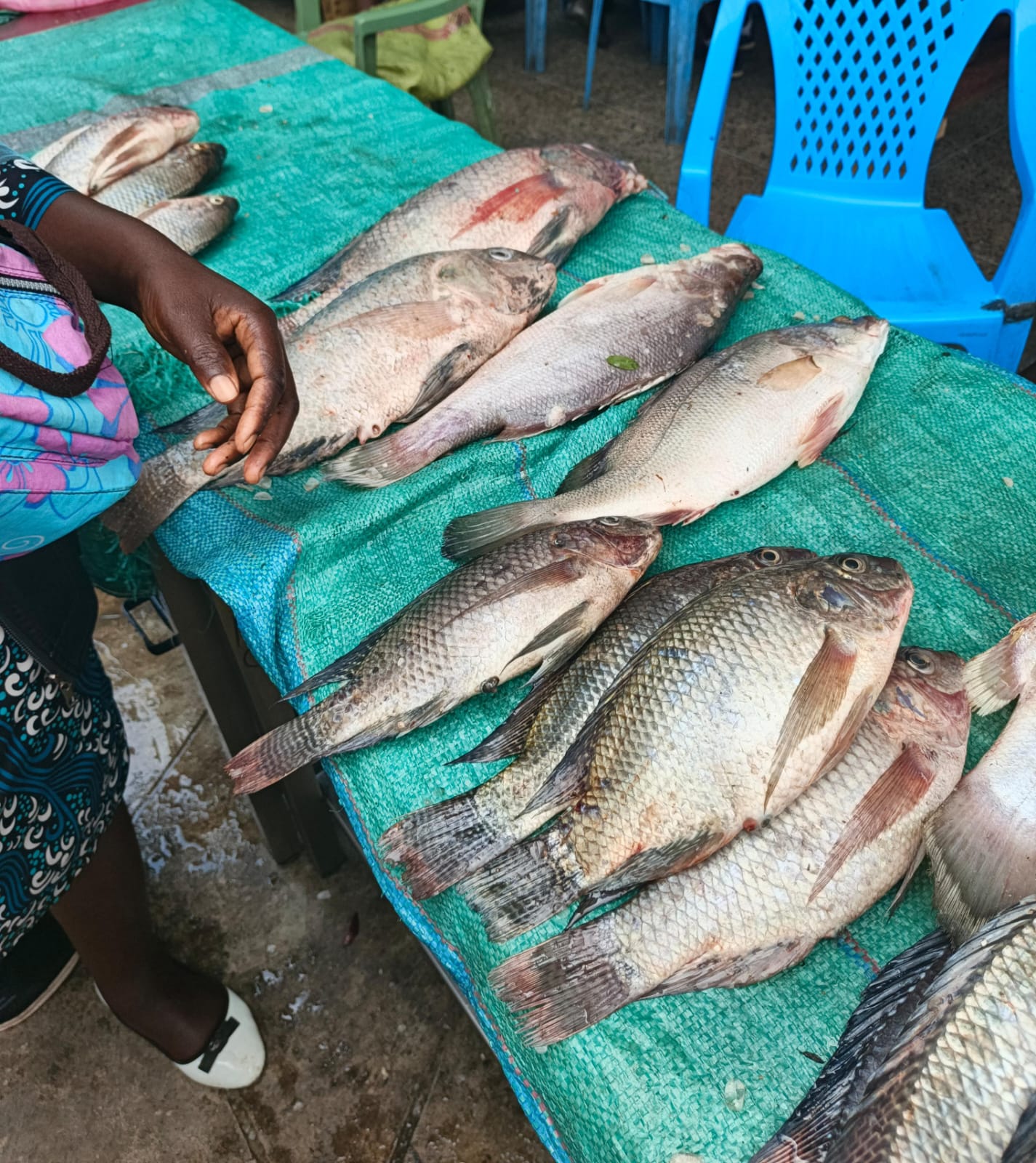 How financial firms are supporting Kisumu’s Lake Victoria economy
