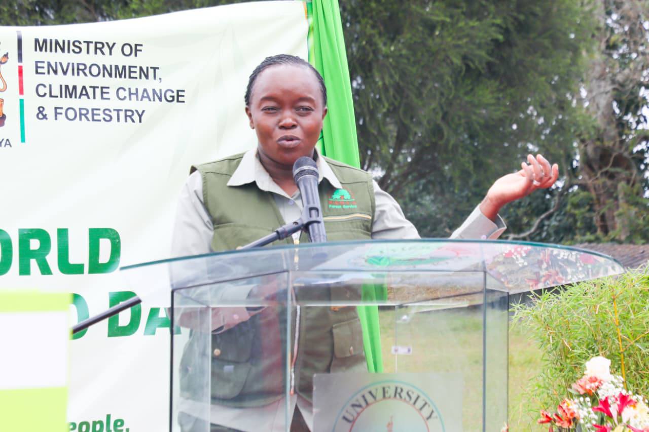 New strategy seeking to promote bamboo growing unveiled