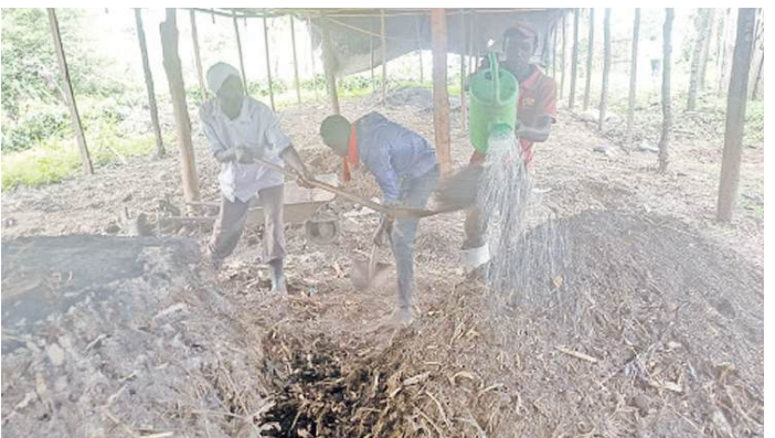 From accountant to agroecologist: Mwangi’s waste-to-wealth journey
