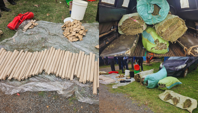 NACADA Seizes Sh5 Million Bhang in University Hostels