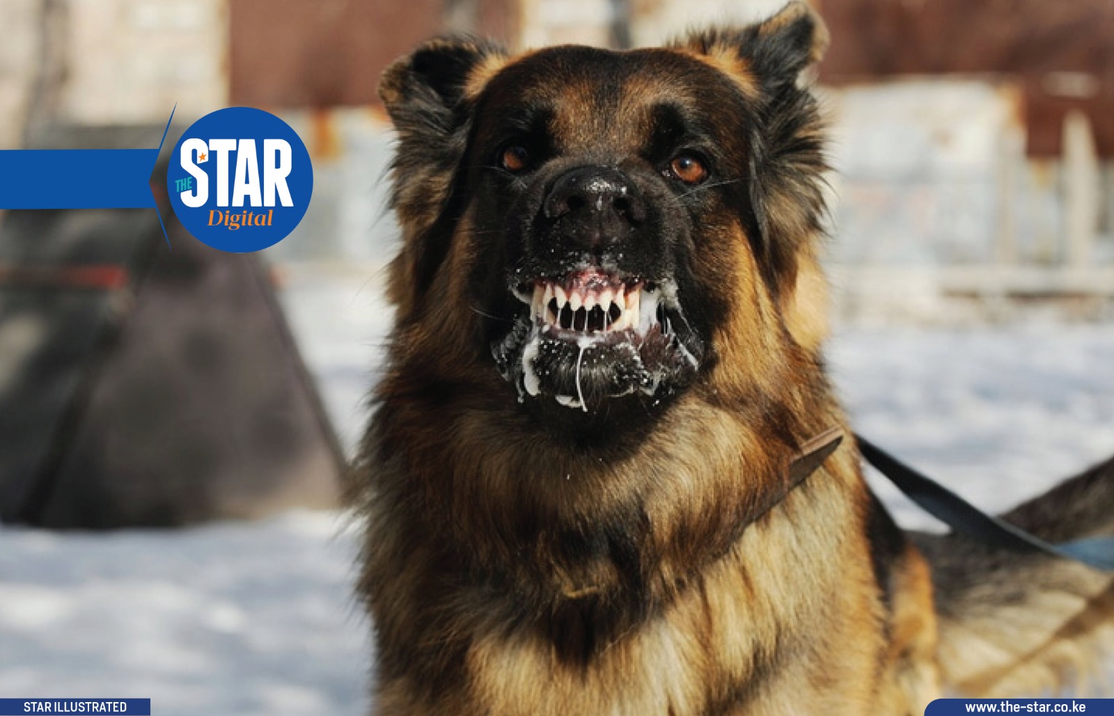 World Rabies Day: What you need to know