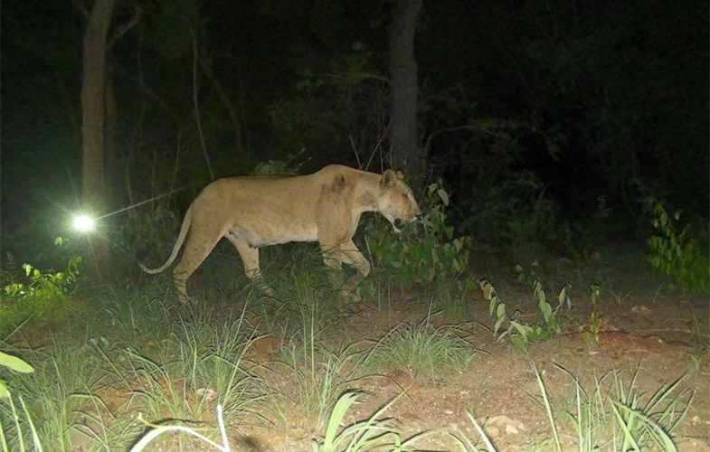 Why a lioness caught on camera is causing a stir