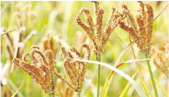 Finger millet and amaranth make a comeback as Kenya’s crops of the future