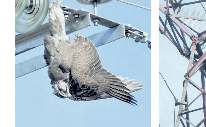 New initiative seeks to tame birds electrocution in Kenya