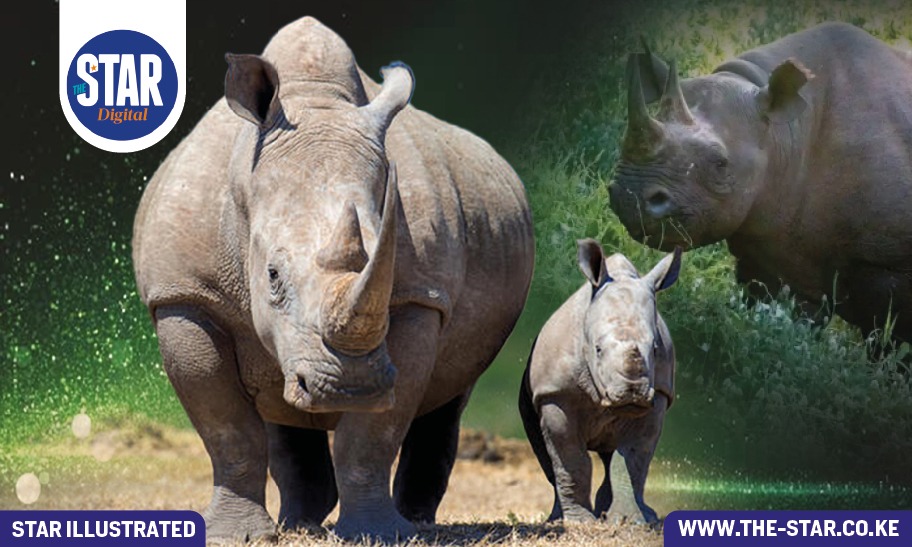 World Rhino Day: What you need to know