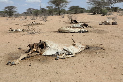 Forecast warns of worsening food insecurity amid dry spell