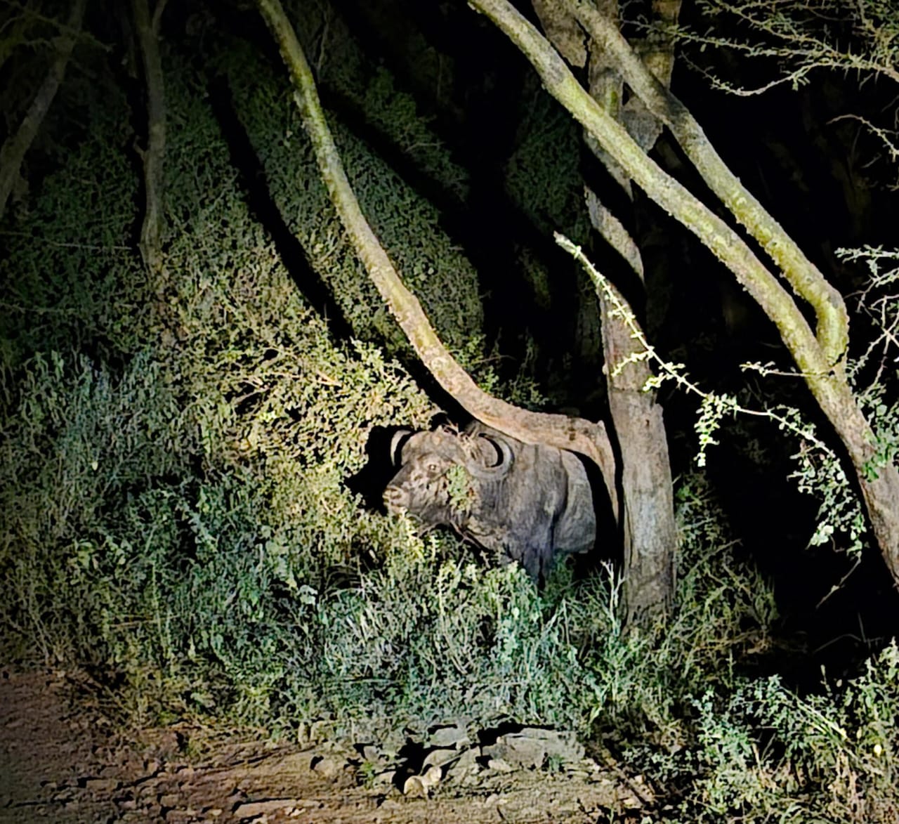 EXPLAINER: Why wildlife farming is under scrutiny