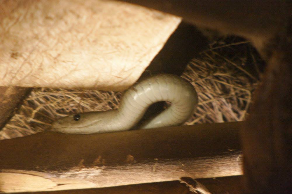 Experts root for snake farming, say venture lucrative