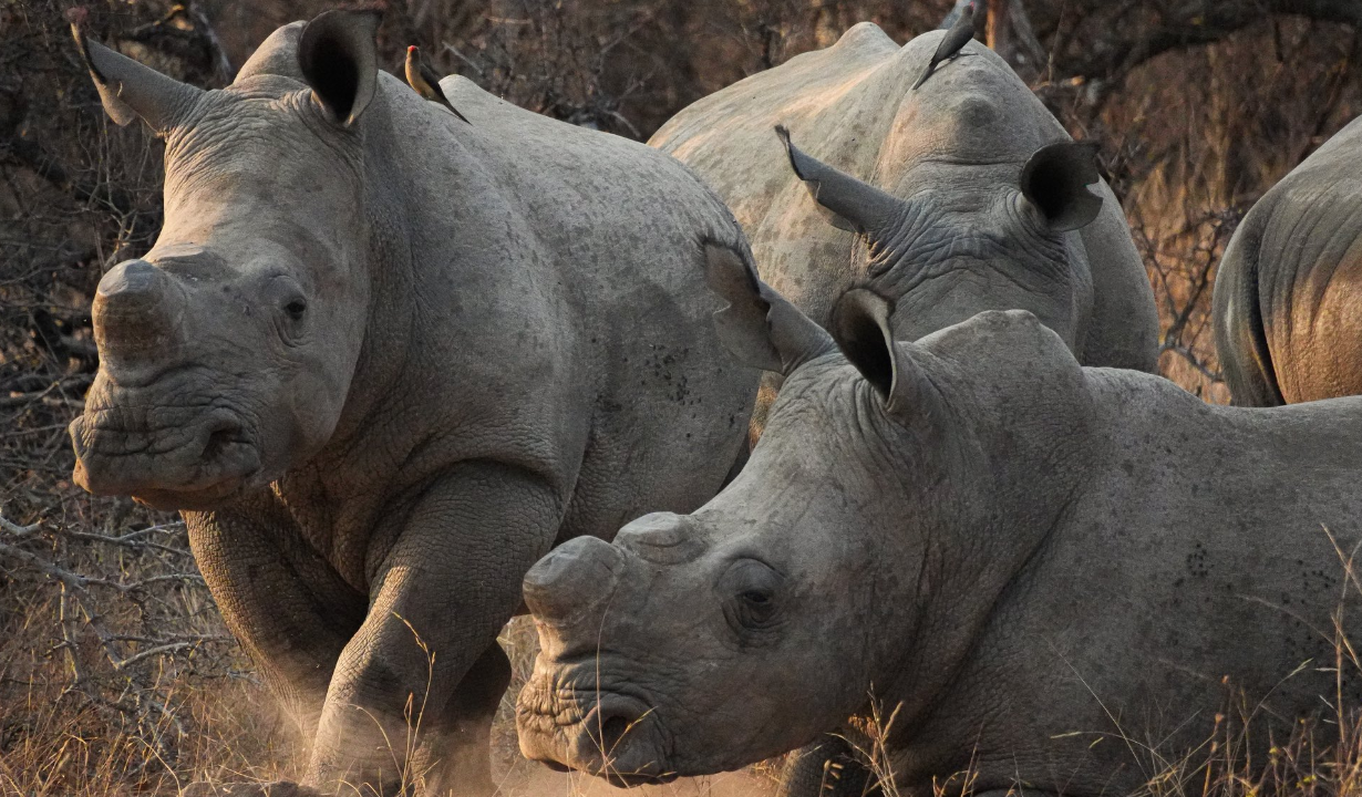 EXPLAINER: What you need to know about World Rhino Day