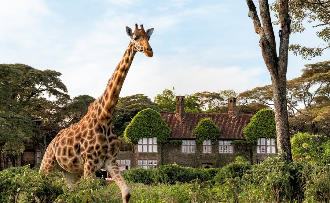 Giraffe Manor