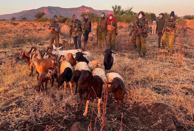 Police recover stolen livestock in Meru after fierce gunfight