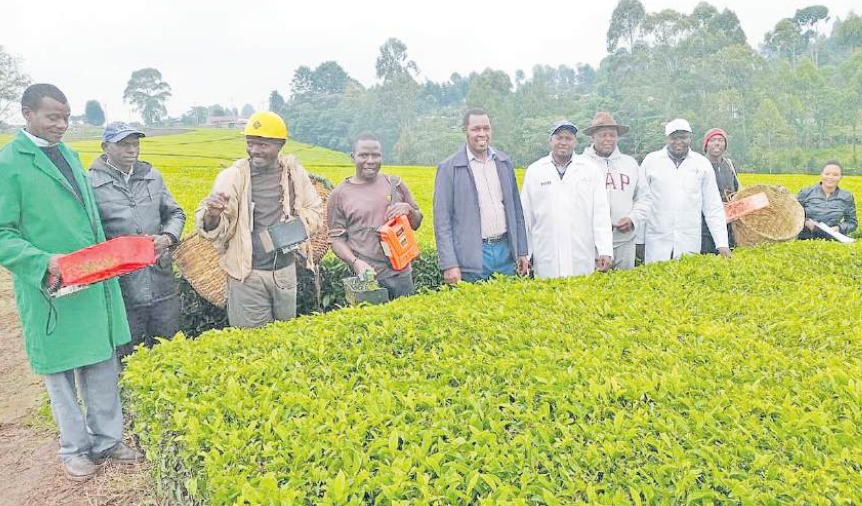 Tea pickers in Rift adopt new user-friendly baskets